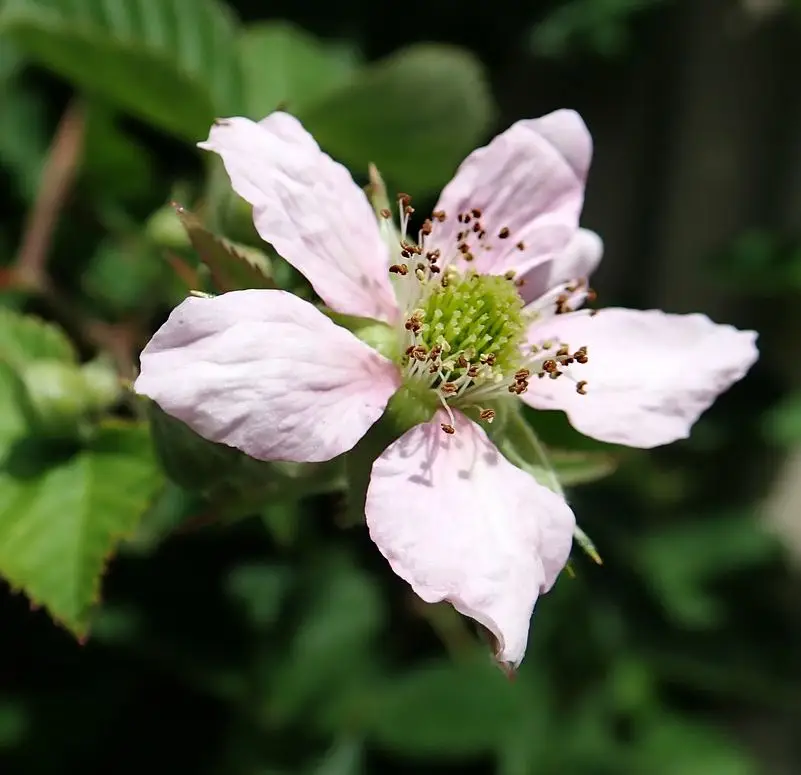 Brombeergelee, Brombeermarmelade - Blüte