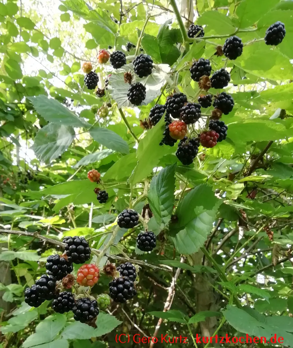 Brombeergelee, Brombeermarmelade - Brombeerstrauch mit reifen Beeren