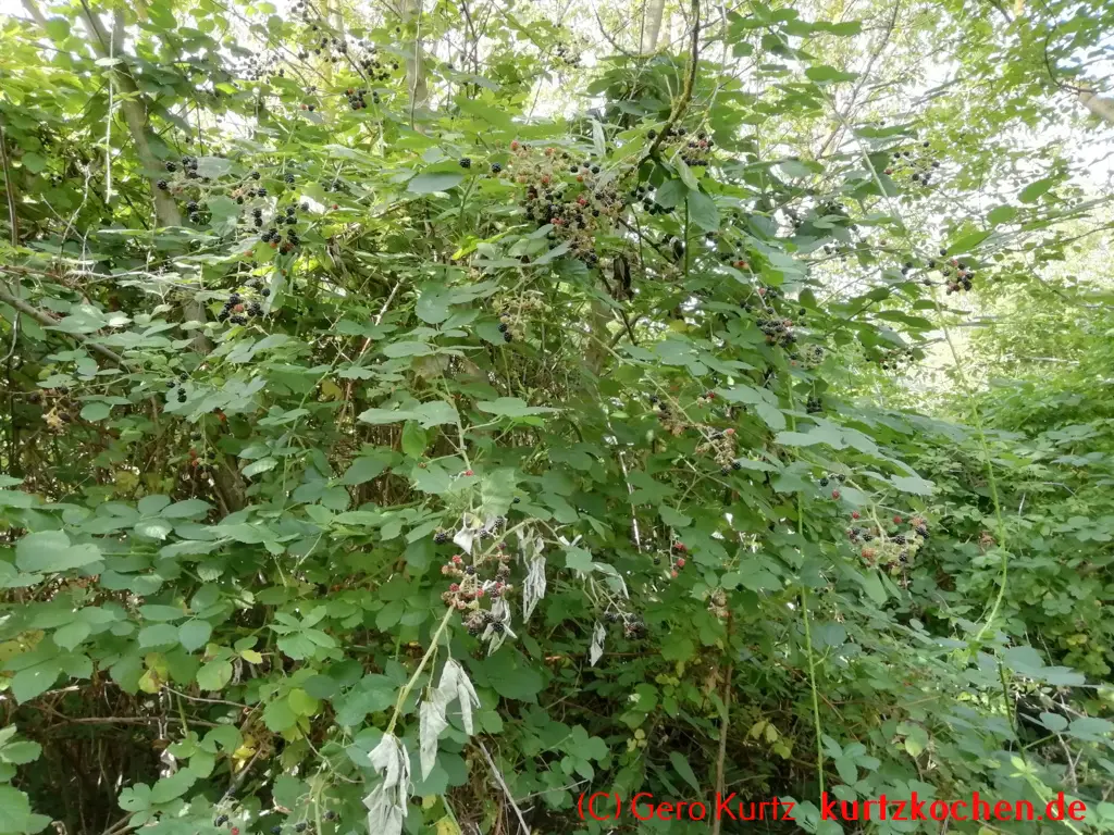 Brombeergelee, Brombeermarmelade - Brombeerbusch