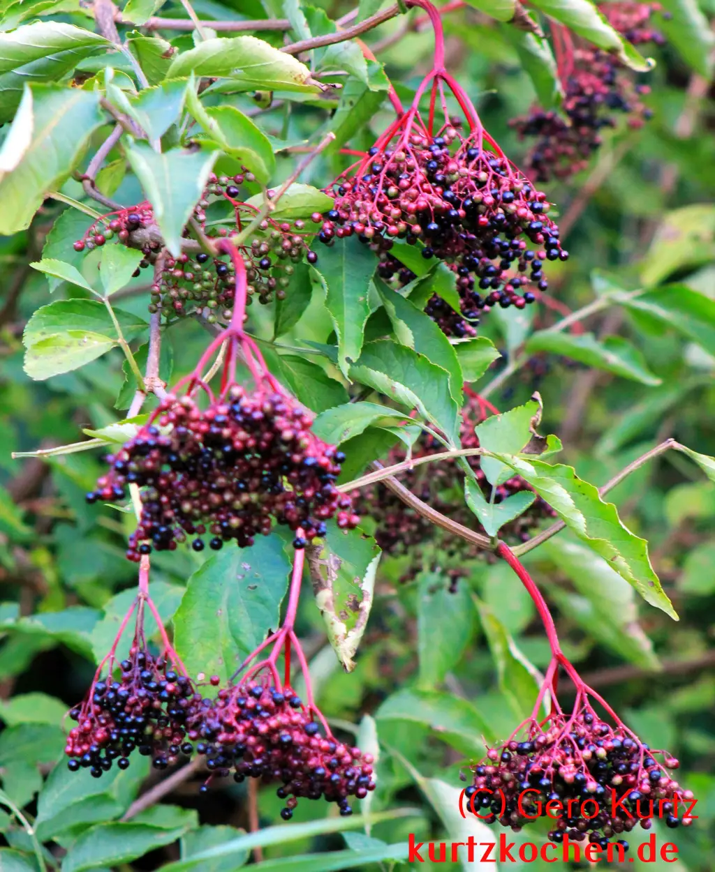 reife Holunderbeeren am Strauch