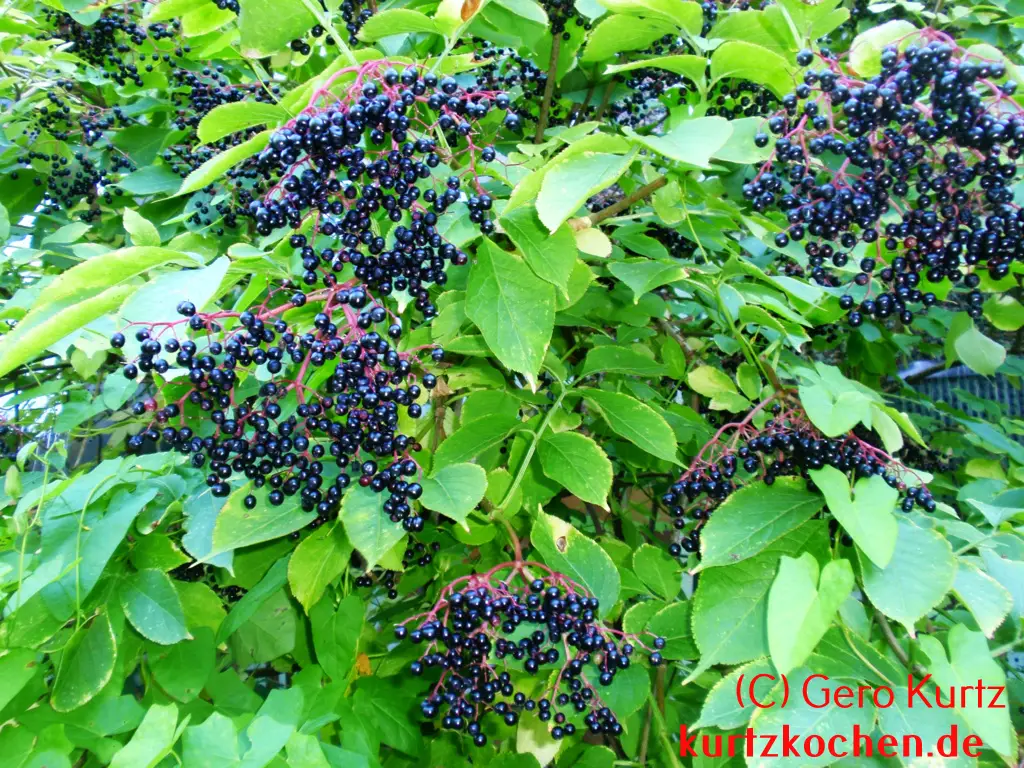 Reife Holunderbeeren am Strauch
