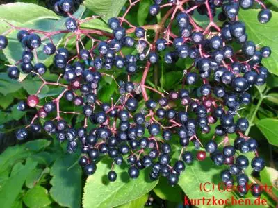 Reife Holunderbeeren
