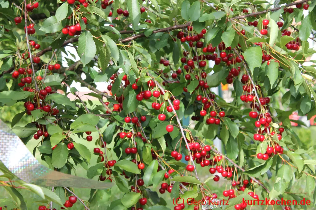Grundrezept Marmelade - Sauerkirschen am Baum