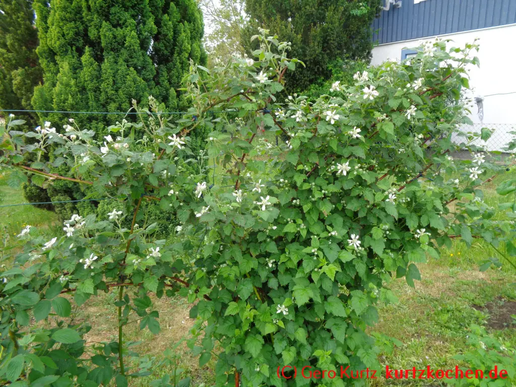 Taybeeren Tayberry Marmelade Gelee - Taybeerenranken am Spalier