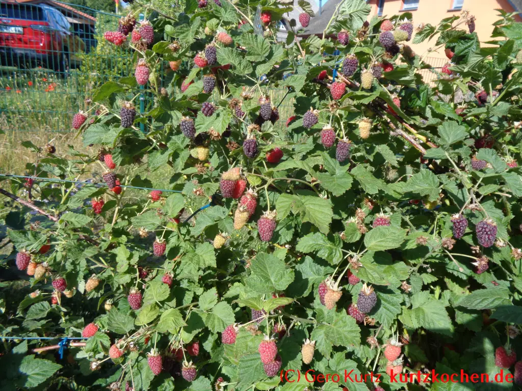 Taybeeren Tayberry Marmelade Gelee - reifende Taybeeren am Strauch
