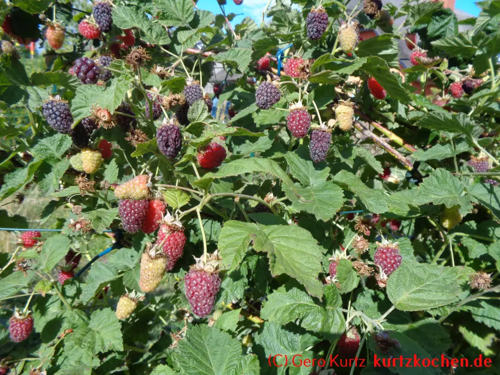 Taybeeren Tayberry Marmelade Gelee - Taybeerenstrauch