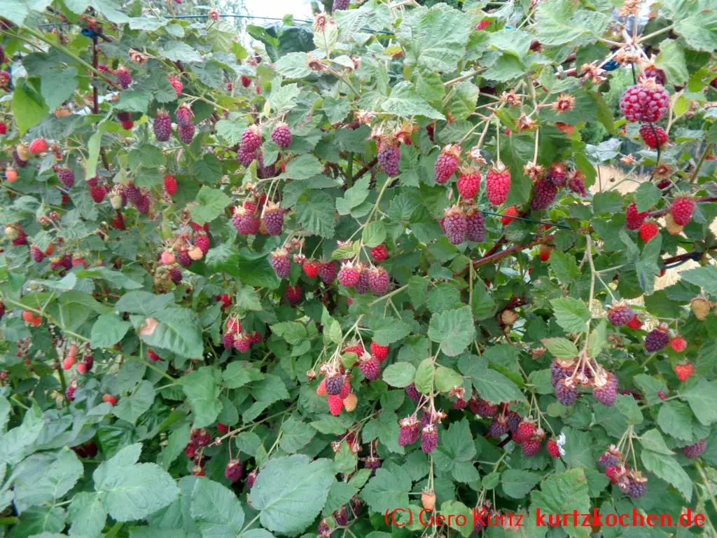 Taybeeren Tayberry Marmelade Gelee - reifende Taybeeren