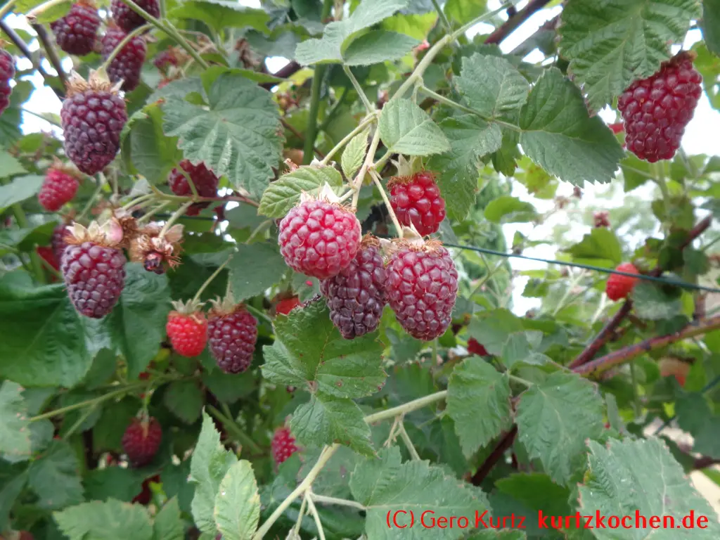 Taybeeren Tayberry Marmelade Gelee - reife Taybeeren am Strauch