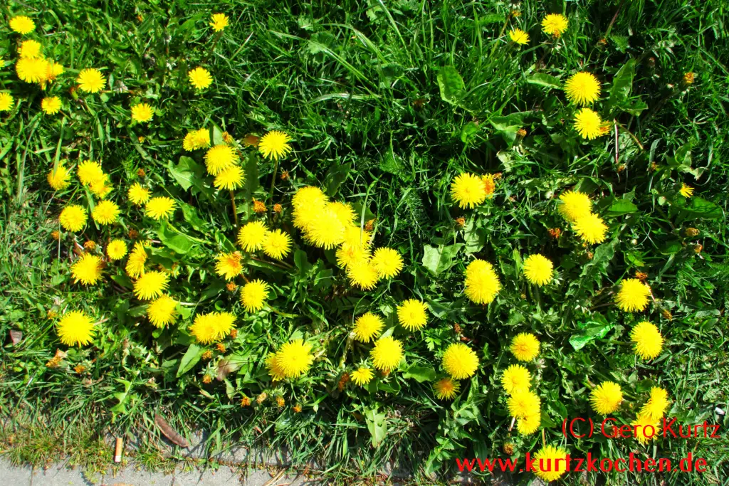 Butterblumenmarmelade Butterblumen
