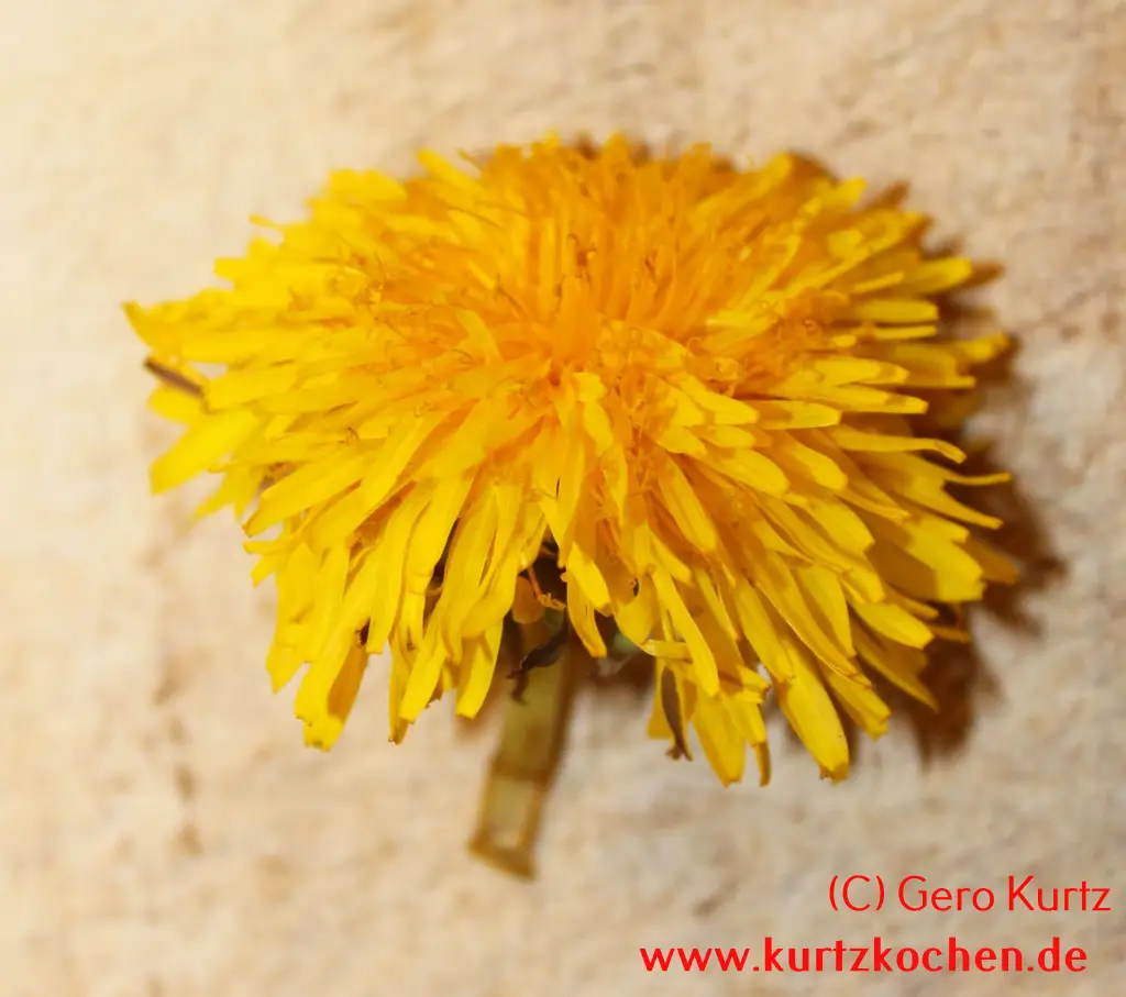Butterblumenmarmelade Butterblumenblüte
