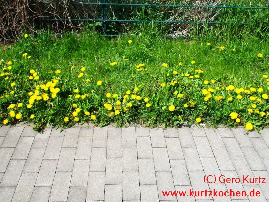 Butterblumenmarmelade Butterblumen am Gehweg