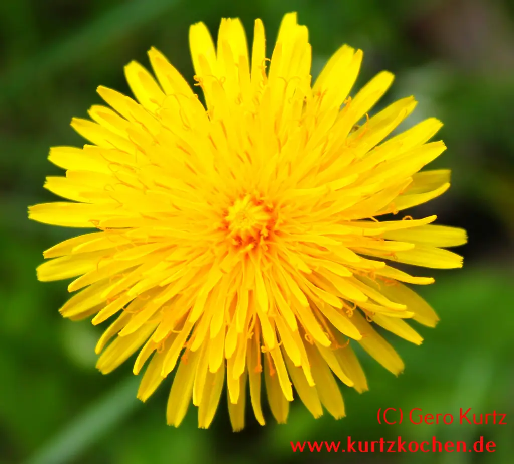 Butterblumenmarmelade dünne Löwenzahnblüte