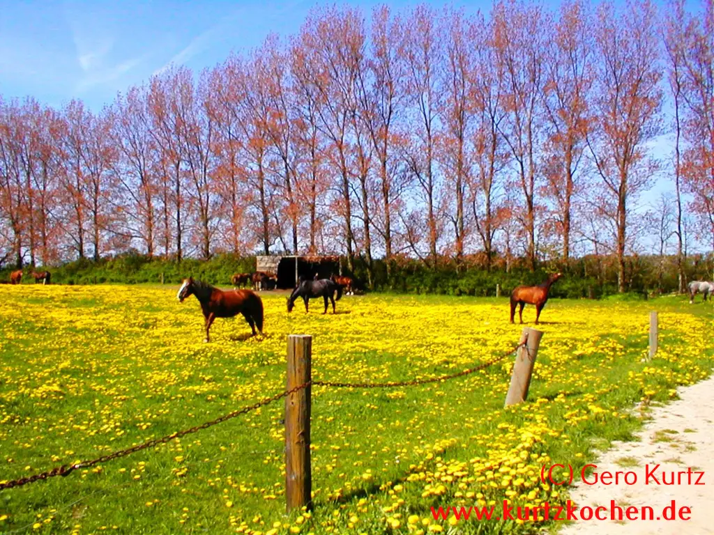Butterblumenmarmelade Butterblumenwiese mit Pferd