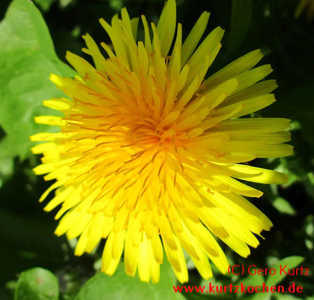 Butterblumenmarmelade Butterblumenblüte