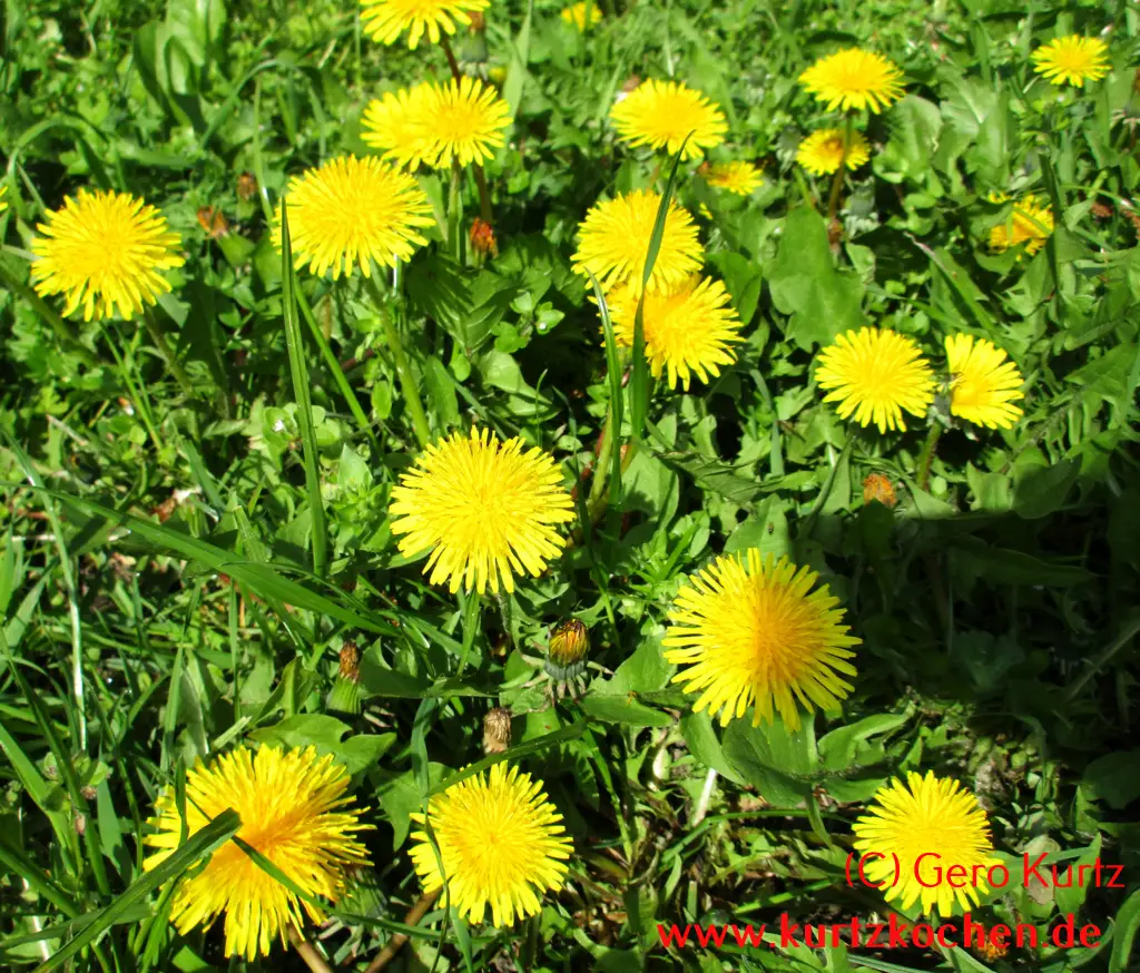 Butterblumenmarmelade Löwenzahnpflanzen