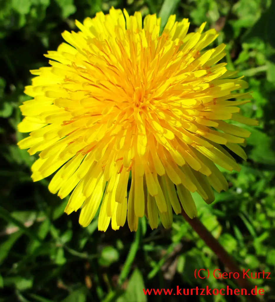 Butterblumenmarmelade dicke Löwenzahnblüte