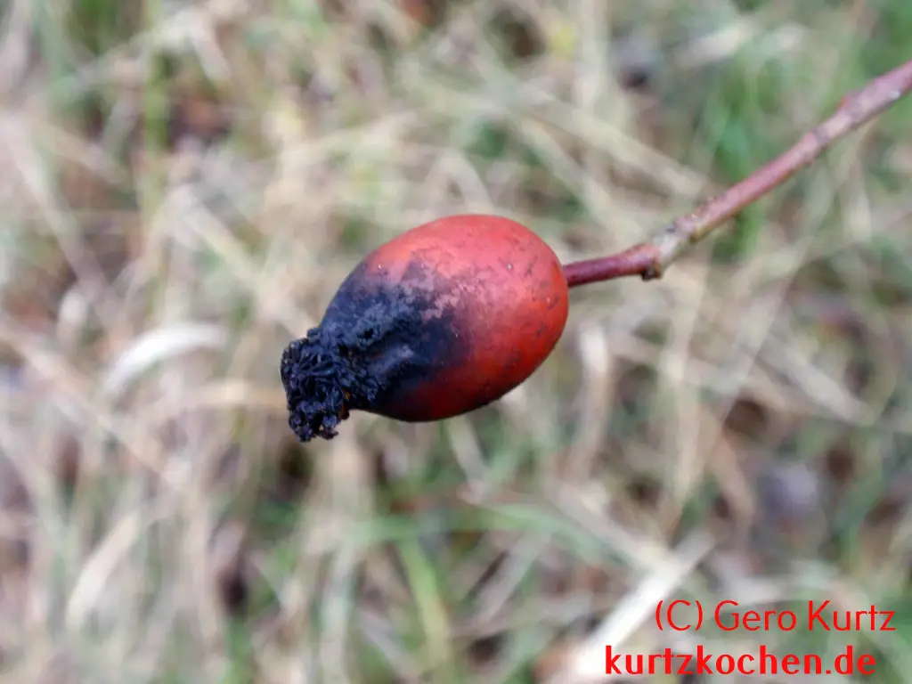 schlechte schwarze Hagebutte 