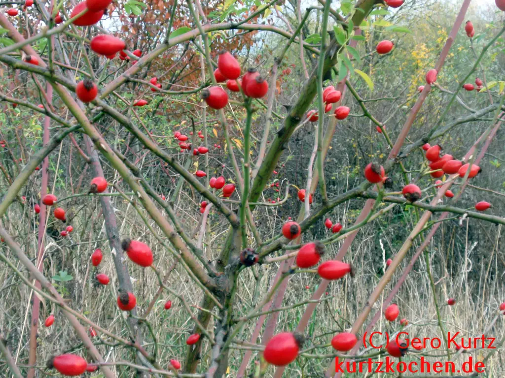 Rosenstrauch mit Hagebutten