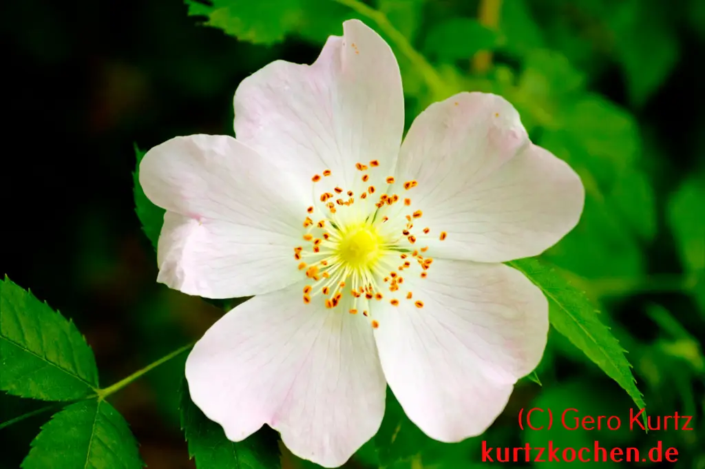 Hagebuttenmarmelade Blüte der Hundsrose Wildrose