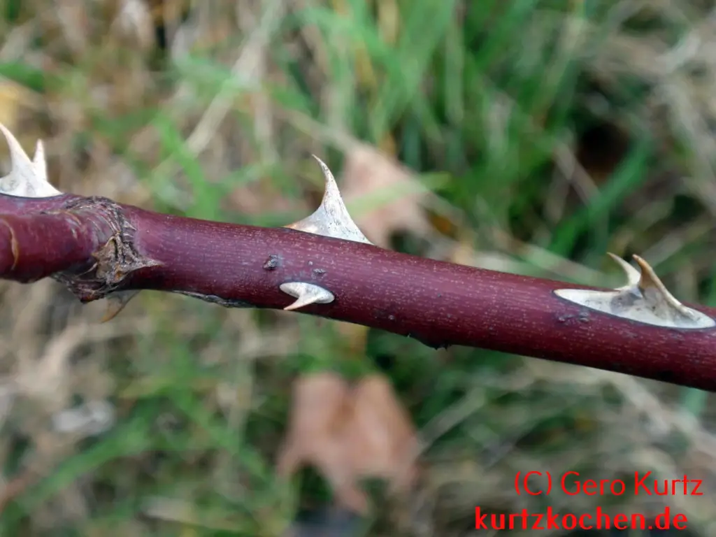 Stacheln einer Wildrose