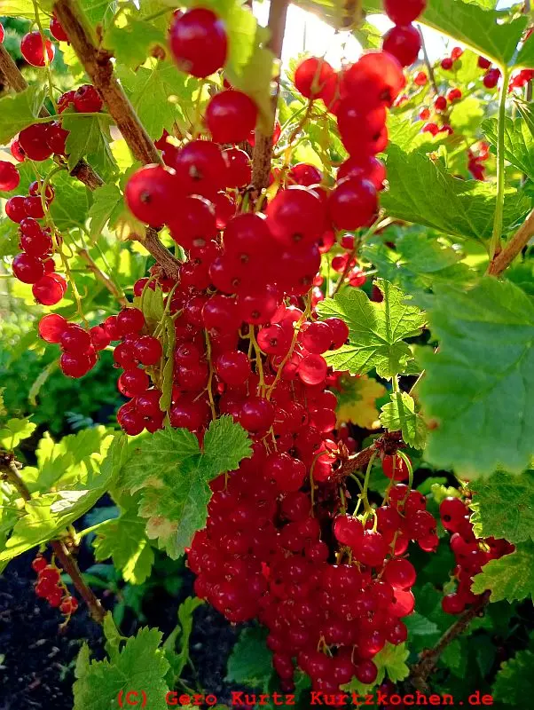 Johannisbeeren Gelee - reife rote Johannisbeeren am Strauch hängend