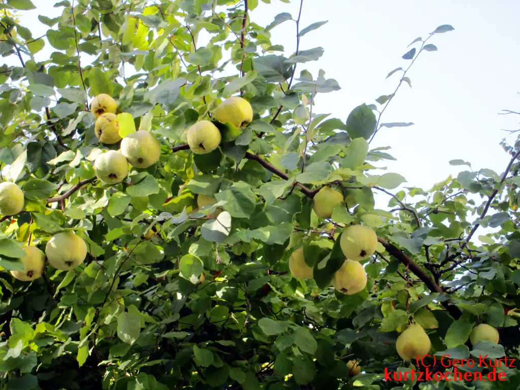 Quittengelee 37 - Quittenbaum mit Quitten 