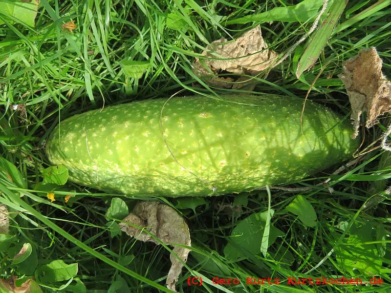 Rezept Senfgurken - dicke Senfgurke an der Pflanze 