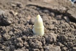 Weißer Spargel Bild von Thomas Steinmetz auf Pixabay