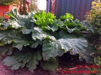 Rhabarberkompott Rhabarber im Garten