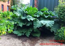 Rhabarberkompott großer Rhabarber im Garten 