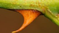 Brombeergelee, Brombeermarmelade - Dorn