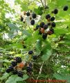 Brombeergelee, Brombeermarmelade - Brombeerstrauch mit reifen Beeren