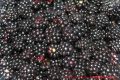 Brombeergelee, Brombeermarmelade - gewaschene Brombeeren