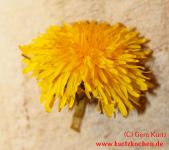 Butterblumenmarmelade Butterblumenblüte