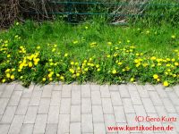 Butterblumenmarmelade Butterblumen am Gehweg