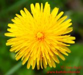 Butterblumenmarmelade dünne Löwenzahnblüte