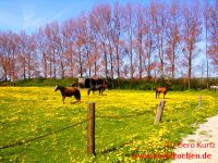 Butterblumenmarmelade Butterblumenwiese mit Pferd