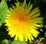 Butterblumenmarmelade Butterblumenblüte