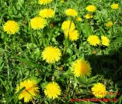Butterblumenmarmelade Löwenzahnpflanzen