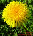 Butterblumenmarmelade dicke Löwenzahnblüte