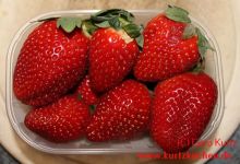 Erdbeermarmelade frische reife Erdbeeren