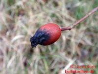 schlechte schwarze Hagebutte 