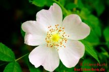 Hagebuttenmarmelade Blüte der Hundsrose Wildrose