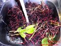 Holundergelee - Holunderbeeren in der Küchenspüle bei laufenden Wasser