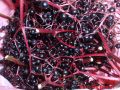 Holundergelee - gewaschene Holunderbeeren an den Dolden hängend