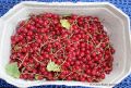 Rezept Johannisbeergelee - ein Körbchen Johannisbeeren