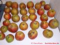 Grundrezept Marmelade - viele Apfel zur Verwendung als Marmelade