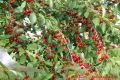 Grundrezept Marmelade - Sauerkirschen am Baum