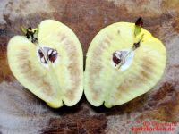Quittengelee 24 - aufgeschnittene Birnenquitte mit Fleischbräune
