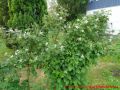 Taybeeren Tayberry Marmelade Gelee - Taybeerenranken am Spalier
